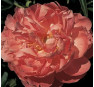 Пион Coral Supreme (Корал Сюприм)