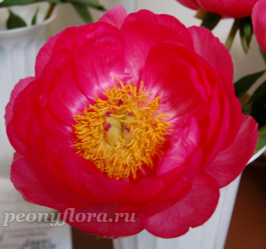Пион Cytherea (Цитерия)