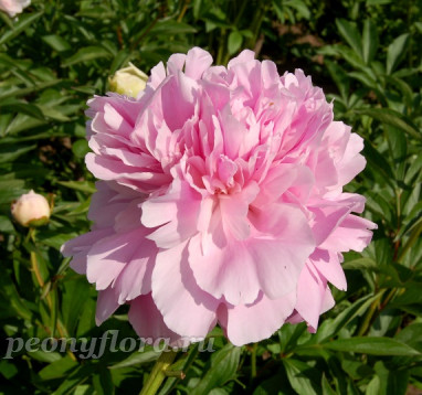 Пион Dinner Plate (Диннер Плейт)