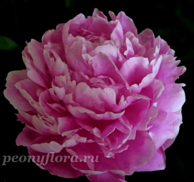 Пион Gladis Taylor (Гледис Тейлор)