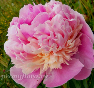 Пион Glory de Charles Gombault (Глуар де Шарль Гомбо)