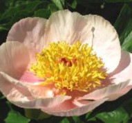 Пион Golden Wings (Гольден Уингс)