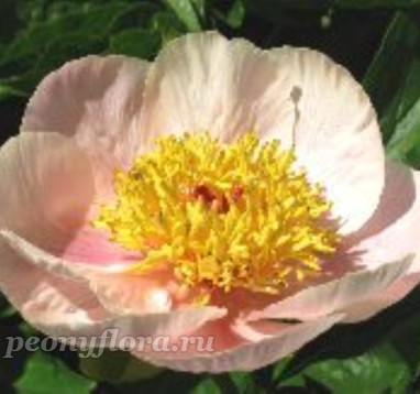 Пион Golden Wings (Гольден Уингс)