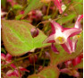 Горянка красная (Epimedium rubrum)
