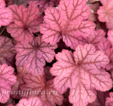 Heuchera Berry Smoothie (Берри Смуфи)