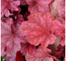 Heuchera Berry Smoothie (Берри Смуфи)