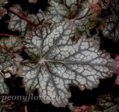 Heuchera Color Dream (Колор Дрим)
