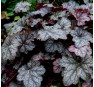 Heuchera Color Dream (Колор Дрим)