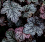 Heuchera Color Dream (Колор Дрим)