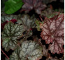 Heuchera Color Dream (Колор Дрим)