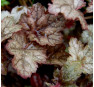 Heuchera Color Dream (Колор Дрим)