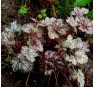 Heuchera Color Dream (Колор Дрим)