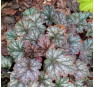 Heuchera Color Dream (Колор Дрим)