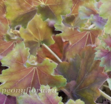 Heuchera Knock Out (Нокаут)