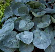Hosta Love Pat  (Хоста Лав Пэт)
