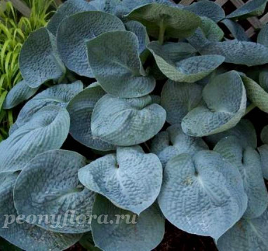 Hosta Love Pat  (Хоста Лав Пэт)