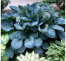 Hosta Love Pat  (Хоста Лав Пэт)