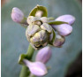 Hosta Love Pat  (Хоста Лав Пэт)