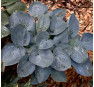 Hosta Love Pat  (Хоста Лав Пэт)