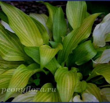 Hosta Maya Tritone (Майя Тритон)