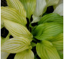 Hosta Maya Tritone (Майя Тритон)