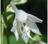 Hosta Maya Tritone (Майя Тритон)