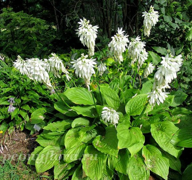 Hosta Mirage (Мираж)