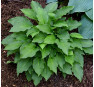 Hosta Mirage (Мираж)