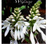 Hosta Mirage (Мираж)