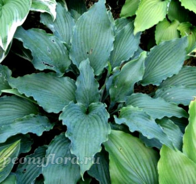 Hosta Neptune (Хоста Нептун)