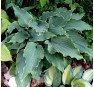 Hosta Neptune (Хоста Нептун)
