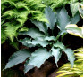 Hosta Neptune (Хоста Нептун)