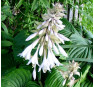 Hosta Niagara Falls (Хоста Найэгэрэ Фолс)