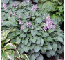Hosta Pacific Blue Edger (Хоста Пасифик  Блю Эджер)