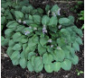 Hosta Pacific Blue Edger (Хоста Пасифик  Блю Эджер)