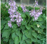 Hosta Pacific Blue Edger (Хоста Пасифик  Блю Эджер)