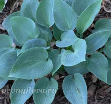 Hosta Pacific Blue Edger (Хоста Пасифик  Блю Эджер)