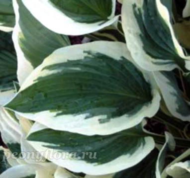 Hosta Patriot (Хоста Патриот)