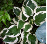 Hosta Patriot (Хоста Патриот)