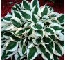 Hosta Patriot (Хоста Патриот)