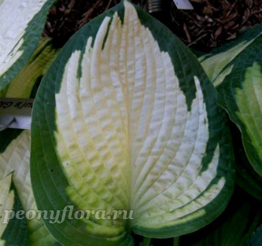 Hosta Paul's Glory  (Полс Глори)