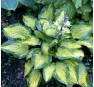 Hosta Paul's Glory  (Полс Глори)
