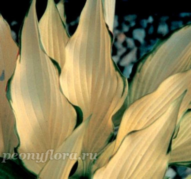 Hosta Pineapple Upsidedown Cake (Хоста Пайнэпл Апсайдаун Кэйк)