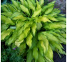 Hosta Pineapple Upsidedown Cake (Хоста Пайнэпл Апсайдаун Кэйк)