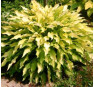 Hosta Pineapple Upsidedown Cake (Хоста Пайнэпл Апсайдаун Кэйк)