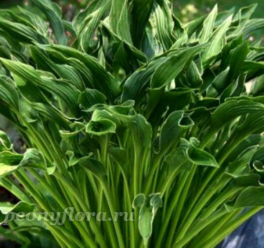 Hosta Praying Hands (Хоста Прэинг Хэндс)