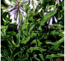 Hosta Praying Hands (Хоста Прэинг Хэндс)