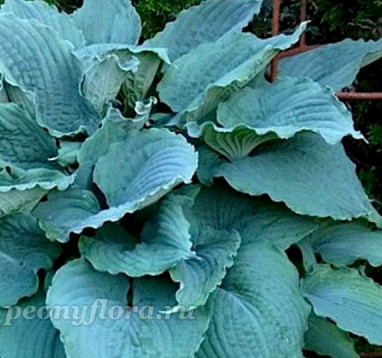 Hosta Queen of The Seas (Хоста Куин оф Зе Зиаз)
