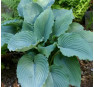 Hosta Queen of The Seas (Хоста Куин оф Зе Зиаз)