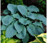 Hosta Queen of The Seas (Хоста Куин оф Зе Зиаз)